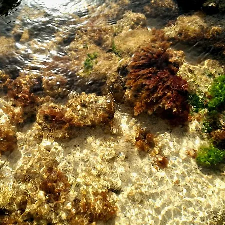 Perla Del Atlantico Orzola